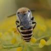 Colletes sp.